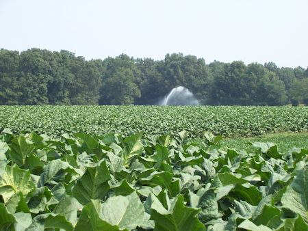 Tobacco Plants