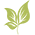 leaf icon